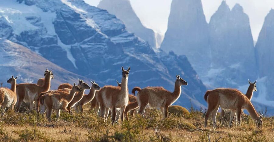Full-Day Torres del Paine National Park from El Calafate - Puente Weber and Pehoe Lake