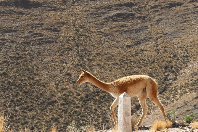 Full-Day Tour to Salinas Grandes and Purmamarca From Salta - Salinas Grandes, the day’s visual reward