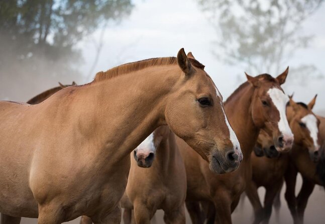 Gaucho Experience: A Day Trip to Don Silvano Ranch - The quick facts that shape your day