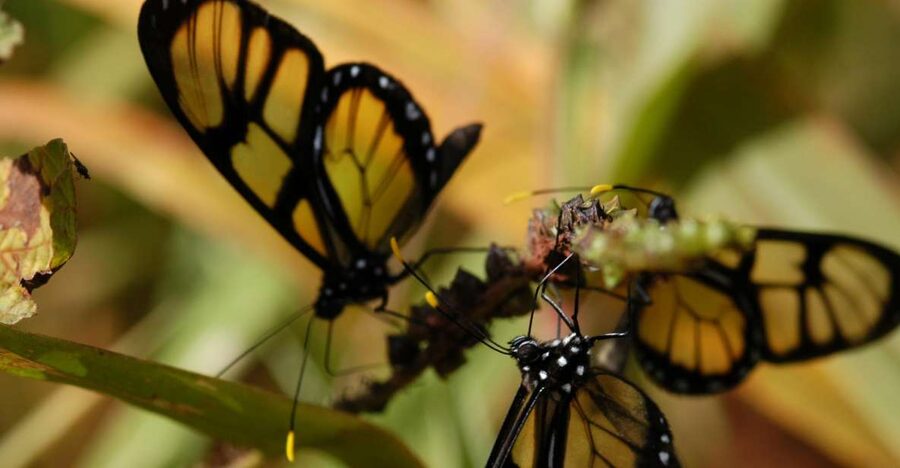 Half-Day Iguazú Forest Adventure - Trekking on leaf-covered forest paths