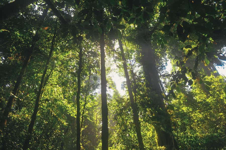 Half-Day Iguazú Forest Adventure - The 800-meter zipline through the trees