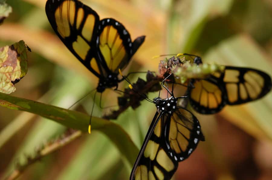 Half-Day Iguazú Forest Adventure - From Puerto Iguazú to the forest