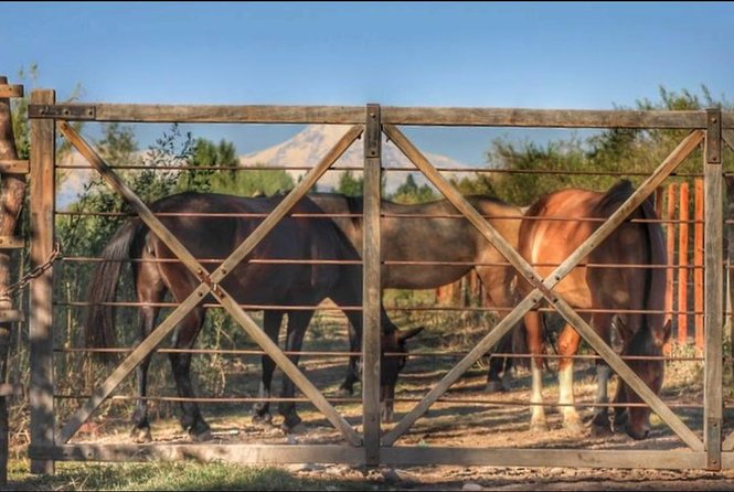 Horseback ride through vineyards followed by gourmet lunch - The 90-minute ride through vineyards and olive groves