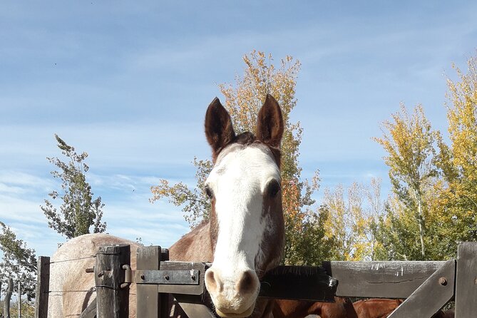 Horseback riding and barbecue in a private ranch - La Carrera, Mendoza - Is $200 per person a fair price?