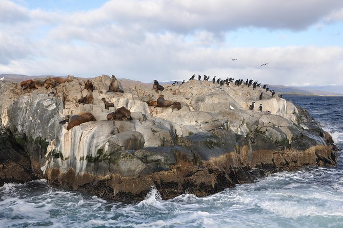 Martillo Island: Boat Trip to the Penguin Colony & Beagle Channel - Starting at the Tourist Port