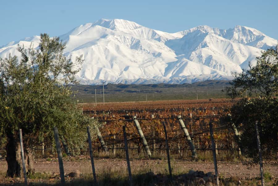 Mendoza: Full Day Wine Tour with 3 Course Lunch - Why this Mendoza wine day works