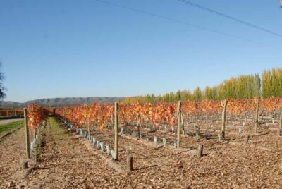 Full Day Wine Tour with 3 Course Lunch