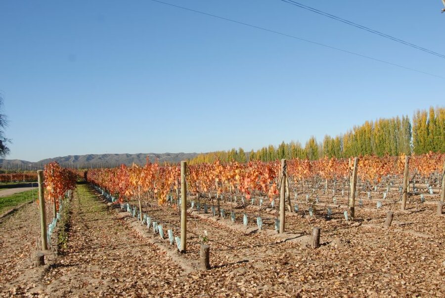 Mendoza: Full Day Wine Tour with 3 Course Lunch - Two wineries, two chances to understand the wine