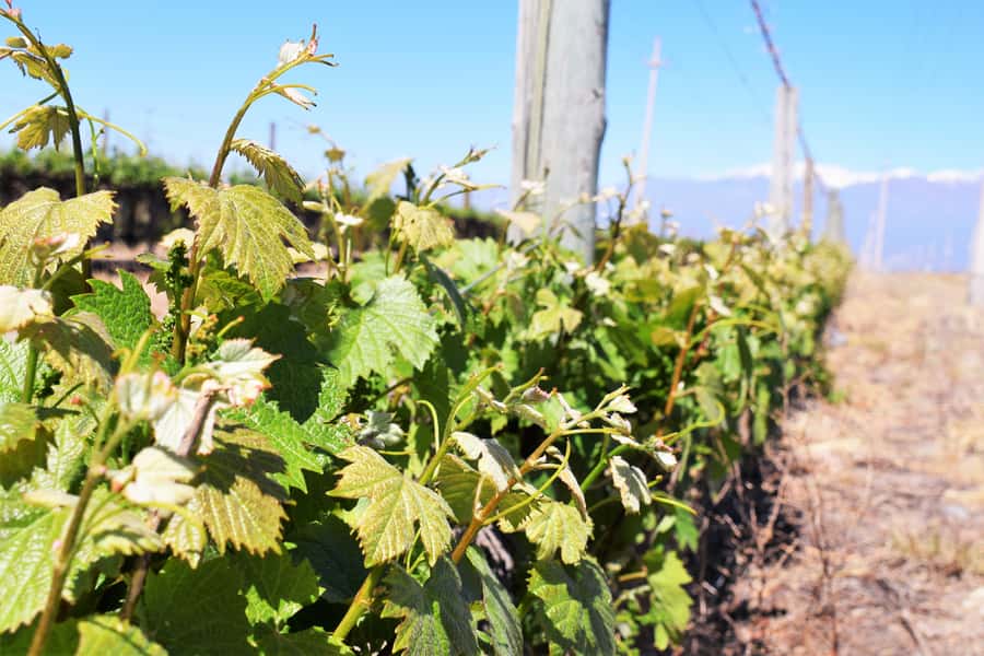 Mendoza: Half-Day Wine Tour with Tastings - Key points at a glance