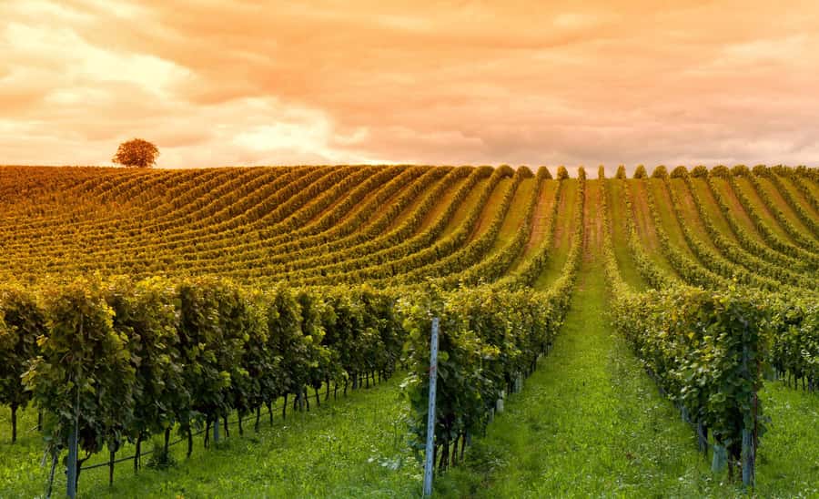 Mendoza: Small-Group Wineries Tour with Tasting and Lunch - Leaving Mendoza for the vineyard districts