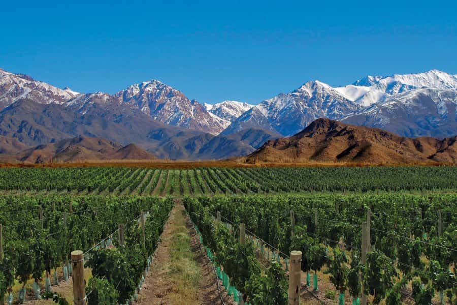 Mendoza: Small-Group Wineries Tour with Tasting and Lunch - The second winery and a wider look at Argentine wine