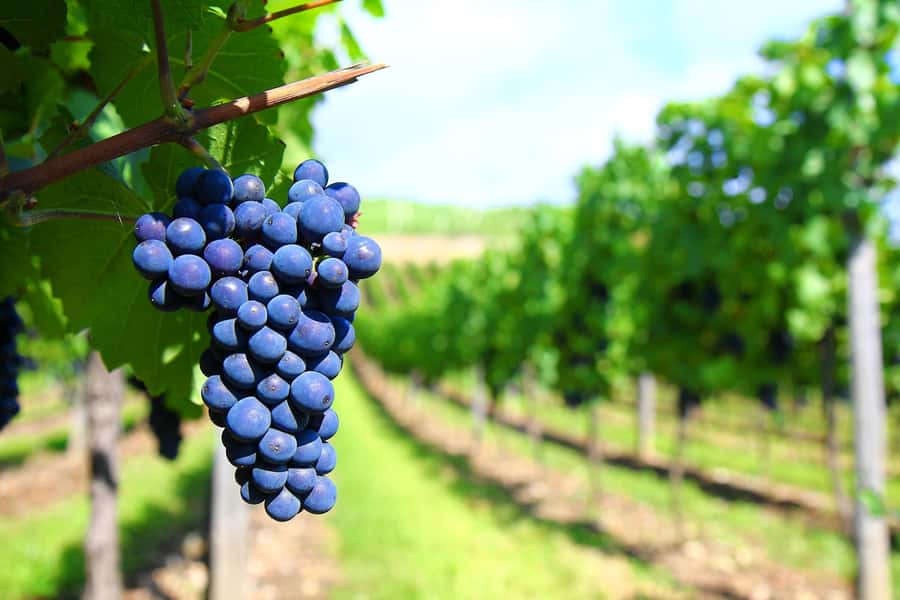 Mendoza: Small-Group Wineries Tour with Tasting and Lunch - Olive oil brings a welcome change of pace