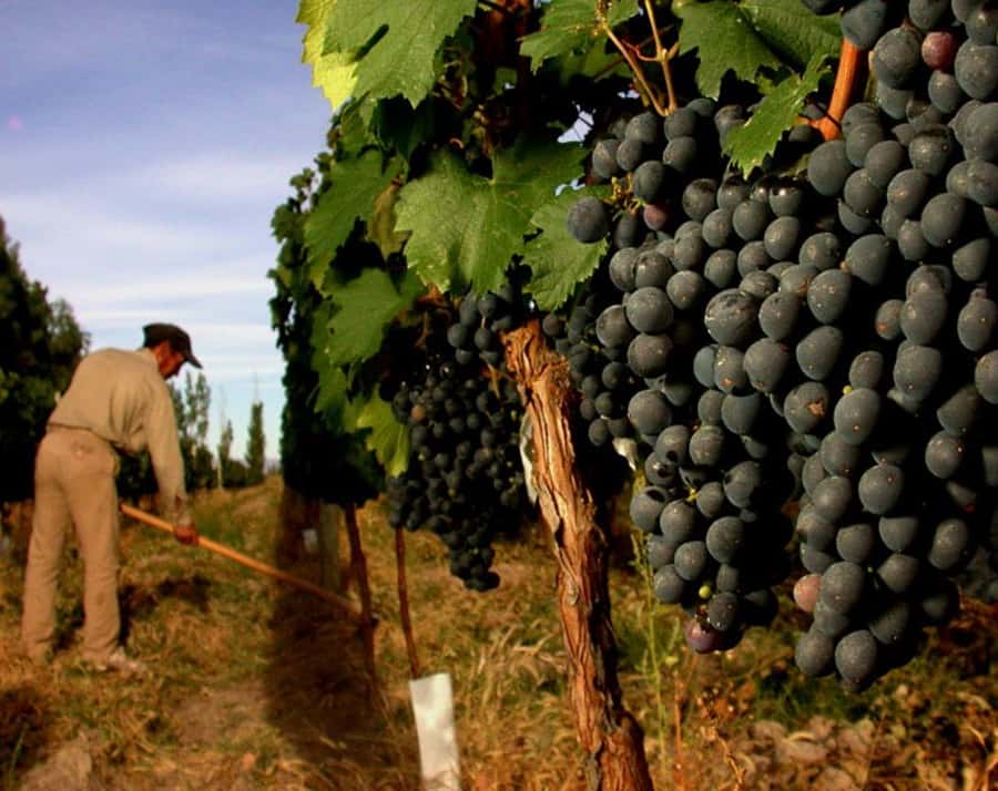 Mendoza: Small-Group Wineries Tour with Tasting and Lunch - Who will enjoy this Mendoza wine day?