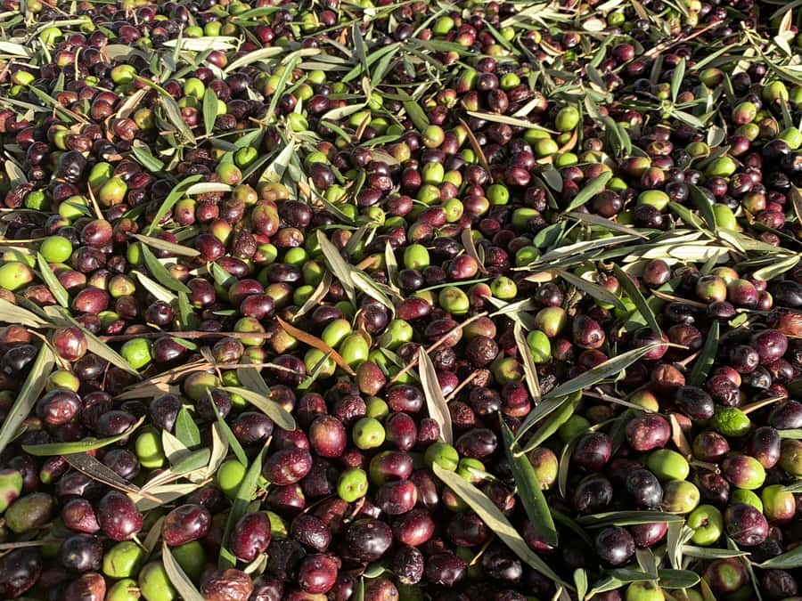 Olive Oil Factory + Wineries + Full Asado Lunch (Full Day) - Why This Mendoza Day Works So Well