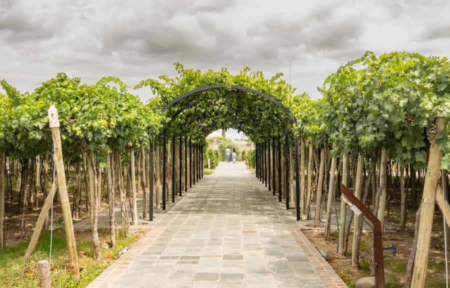 Olive Oil Factory + Wineries + Full Asado Lunch (Full Day) - Antigal Winery: Asado and Wine Together