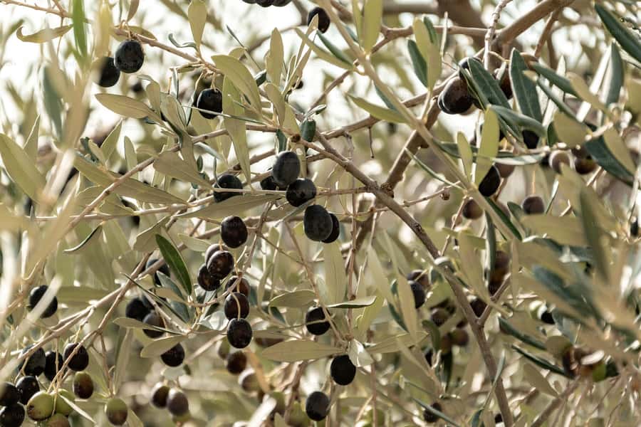 Olive Oil Factory + Wineries + Full Asado Lunch (Full Day) - Timing, Transport, and Practical Details