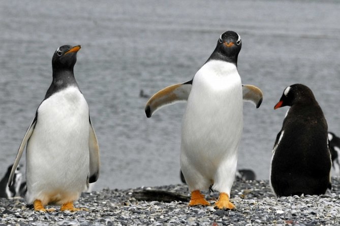Penguin walk in Ushuaia + navigation option - Starting at the Ushuaia pier