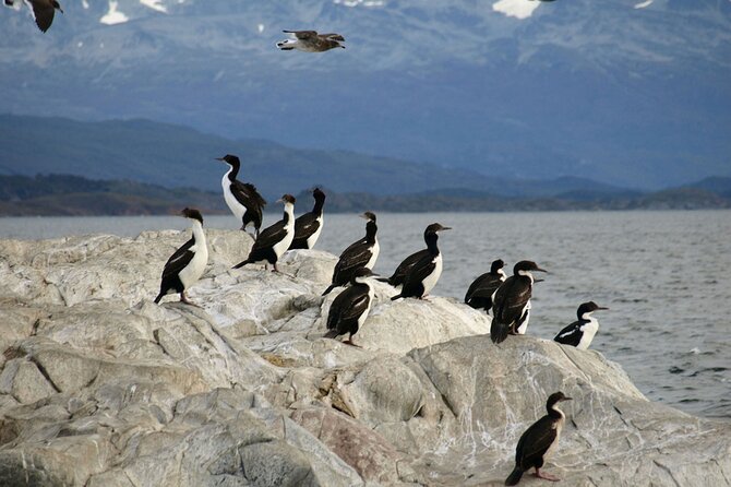 Penguin walk in Ushuaia + navigation option - Is $291 a fair price?