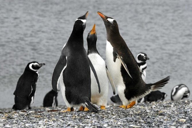 Penguin walk in Ushuaia + navigation option - Who will enjoy this most?