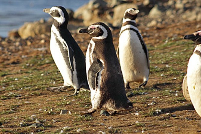 Penguin walk in Ushuaia + navigation option - The road to Harberton estancia
