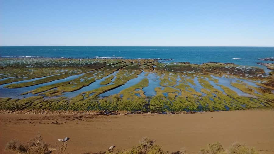 Peninsula Valdes: Shore excursion for cruise passengers - Key Points Before You Book