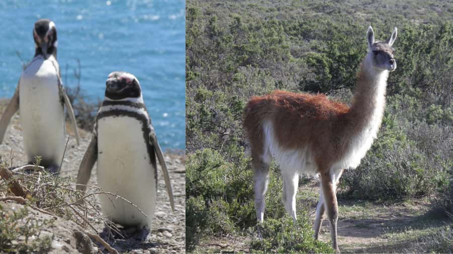 Peninsula Valdes: Shore excursion for cruise passengers - The Long Road Toward Caleta Valdes