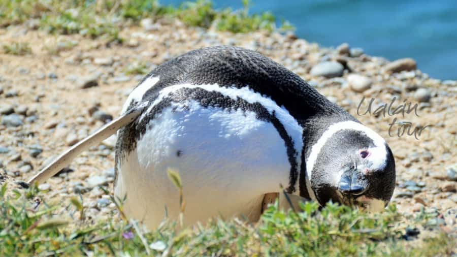 Peninsula Valdes: Shore excursion for cruise passengers - Caleta Valdes and Its Marine Animals