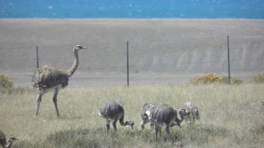 Peninsula Valdes: Shore excursion for cruise passengers - Is $150 Plus Admission Good Value?