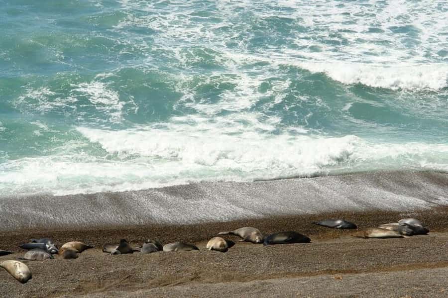 Peninsula Valdes Shore Tour for Cruise Passengers + City - The return trip and possible Puerto Madryn city tour