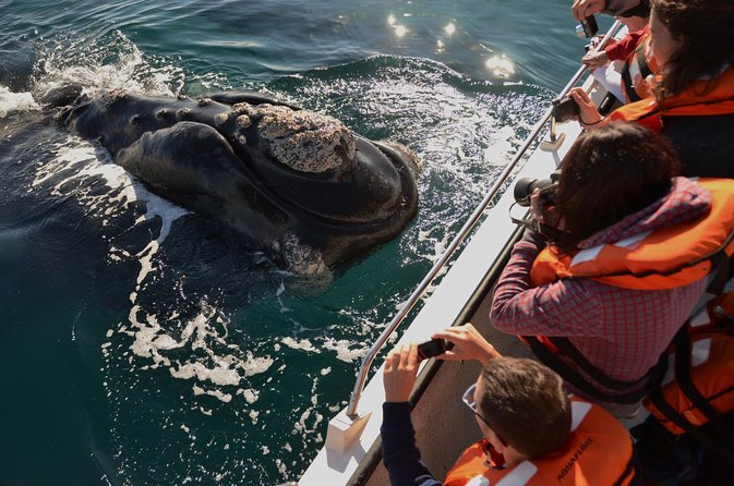 Peninsula Valdes Tour with Optional Whale Watching - Key points before you book