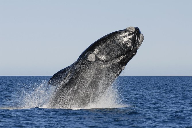 Peninsula Valdes Tour with Optional Whale Watching - The early start from Puerto Madryn