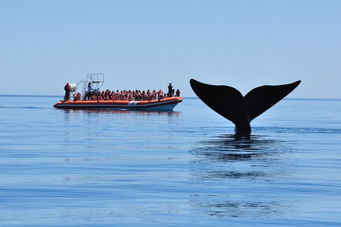 Peninsula Valdes Tour with Optional Whale Watching - The land animals you can spot from the road
