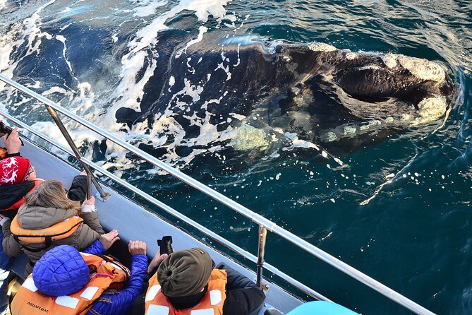 Peninsula Valdes Tour with Optional Whale Watching - Starting at the Carlos Ameghino Isthmus