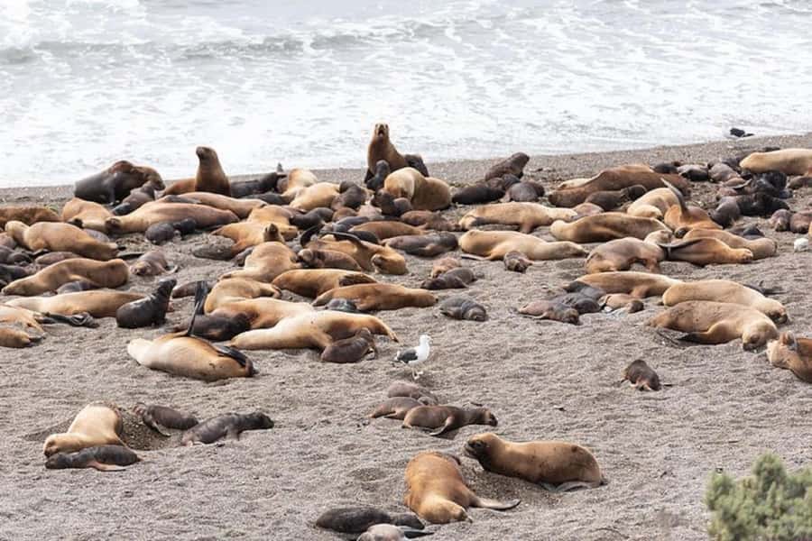Península Valdés with Estancia San Lorenzo (Full Day) - Who should book this experience