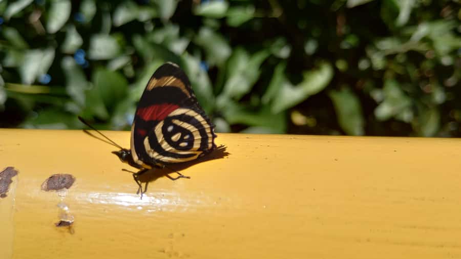 Puerto Iguazú: Brazilian Falls Half-Day Panoramic Tour - Who should choose this Brazilian Falls tour?