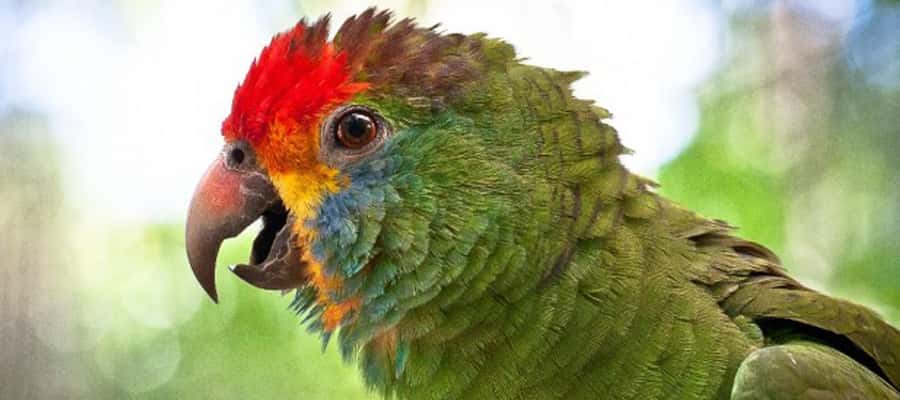 Puerto Iguazu: Iguaza Falls Brazilian Side & Bird Park Tour - A guide who organizes more than he explains