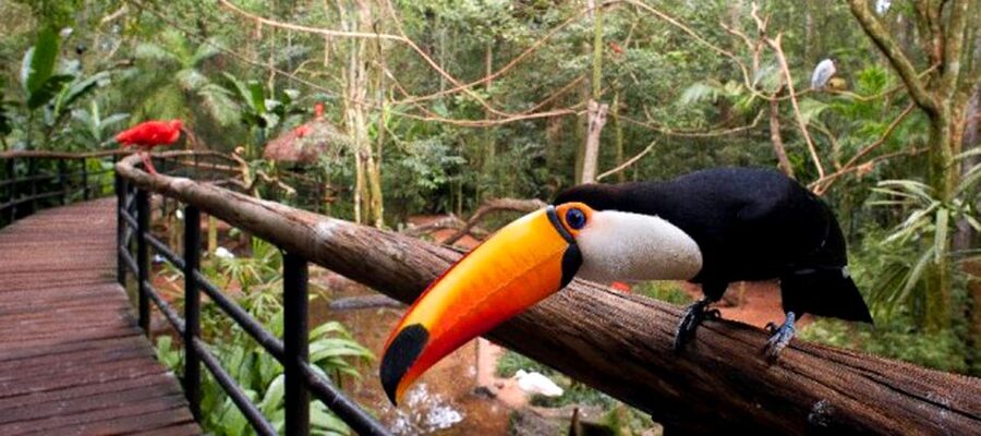 Puerto Iguazu: Iguaza Falls Brazilian Side & Bird Park Tour - Timing problems you should plan around