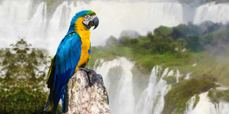 Puerto Iguazu: Iguaza Falls Brazilian Side & Bird Park Tour - The day begins in Puerto Iguazu
