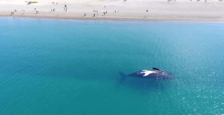 Puerto Madryn: El Doradillo Whale Watching Half-Day Tour - Key points to know before you go