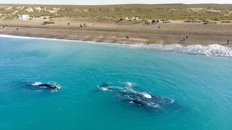 Puerto Madryn: El Doradillo Whale Watching Half-Day Tour - Why El Doradillo is special for shore-based whale watching