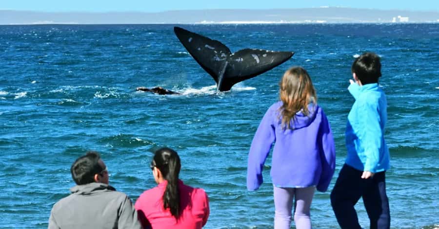 Puerto Madryn: El Doradillo Whale Watching Half-Day Tour - Punta Flecha gives you the big picture