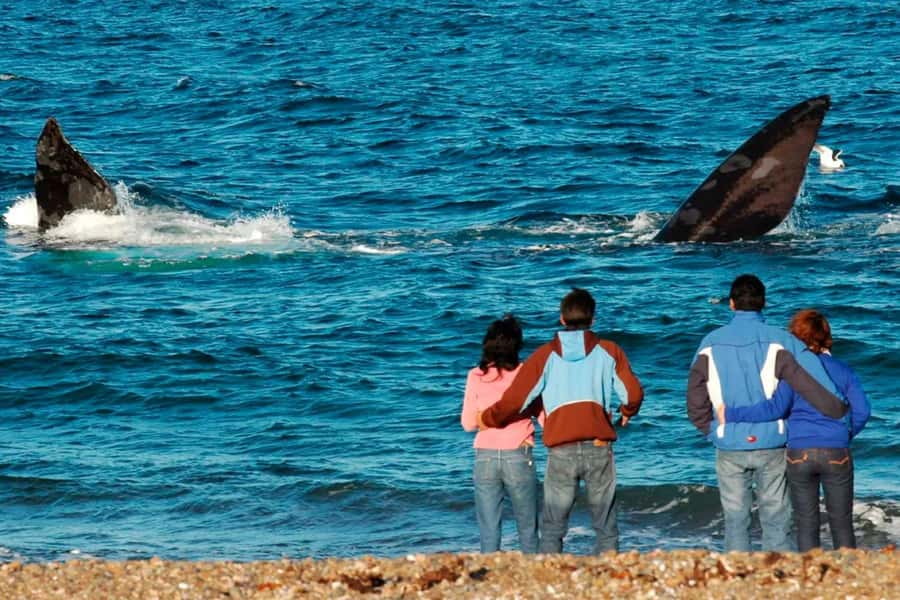 Puerto Madryn: El Doradillo Whale Watching Half-Day Tour - The 30-minute ride from Puerto Madryn