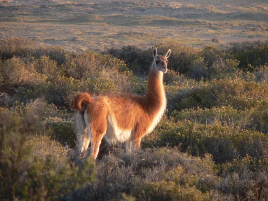 Puerto Madryn: Excursion to Peninsula Valdes Classic - Key points to know before booking