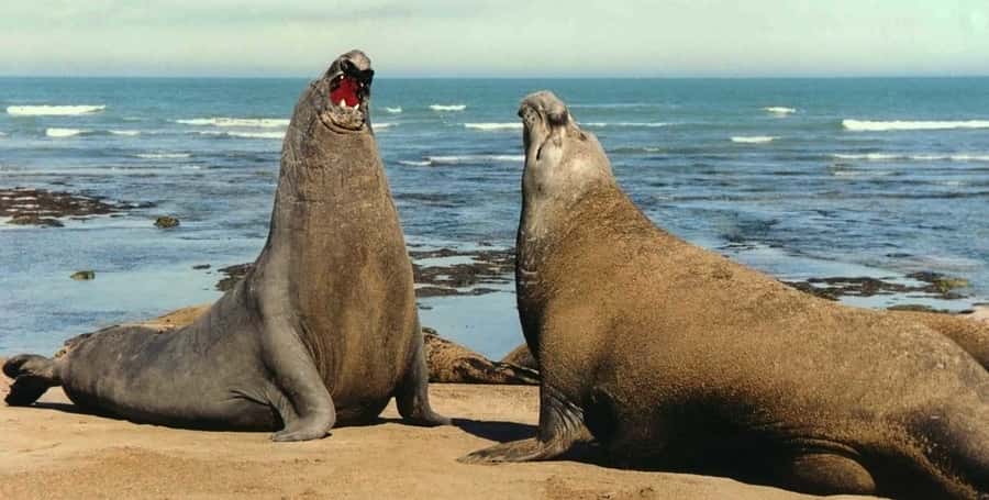 Puerto Madryn: Excursion to Peninsula Valdes Classic - Why Peninsula Valdés deserves a full day