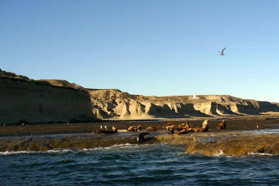 Puerto Madryn: Excursion to Peninsula Valdes Classic - Punta Cantor and Caleta Valdés elephant seals