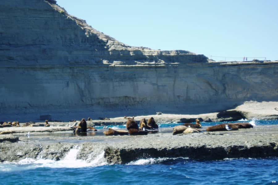 Puerto Madryn: Excursion to Peninsula Valdes Classic - Punta Norte and seasonal route changes