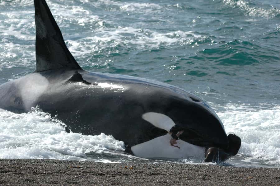 Puerto Madryn: Excursion to Peninsula Valdes Classic - Guides, language, and the vehicle