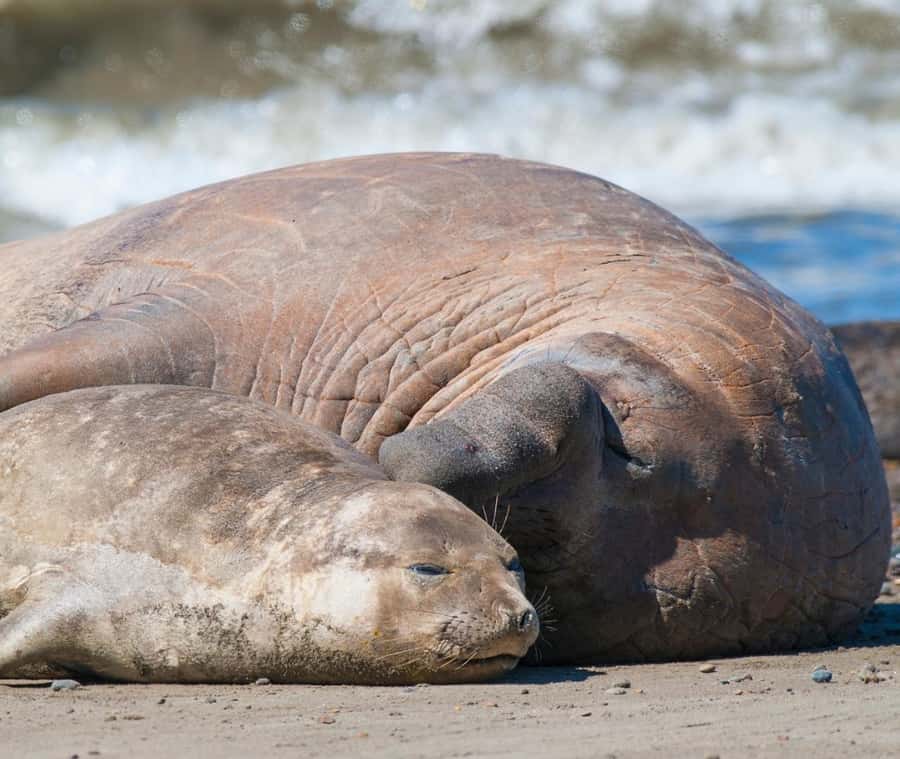 Puerto Madryn: Full Day Peninsula Valdes Experience Tour - Key points at a glance