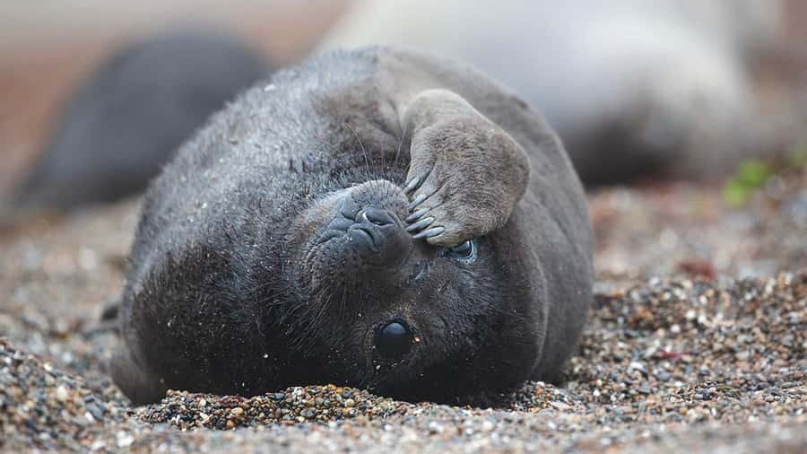 Puerto Madryn: Full Day Peninsula Valdes Experience Tour - Why Peninsula Valdes deserves a full day