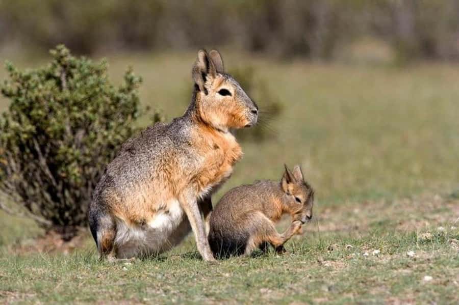 Puerto Madryn: Full Day Peninsula Valdes Experience Tour - Crossing the steppe to Caleta Valdes